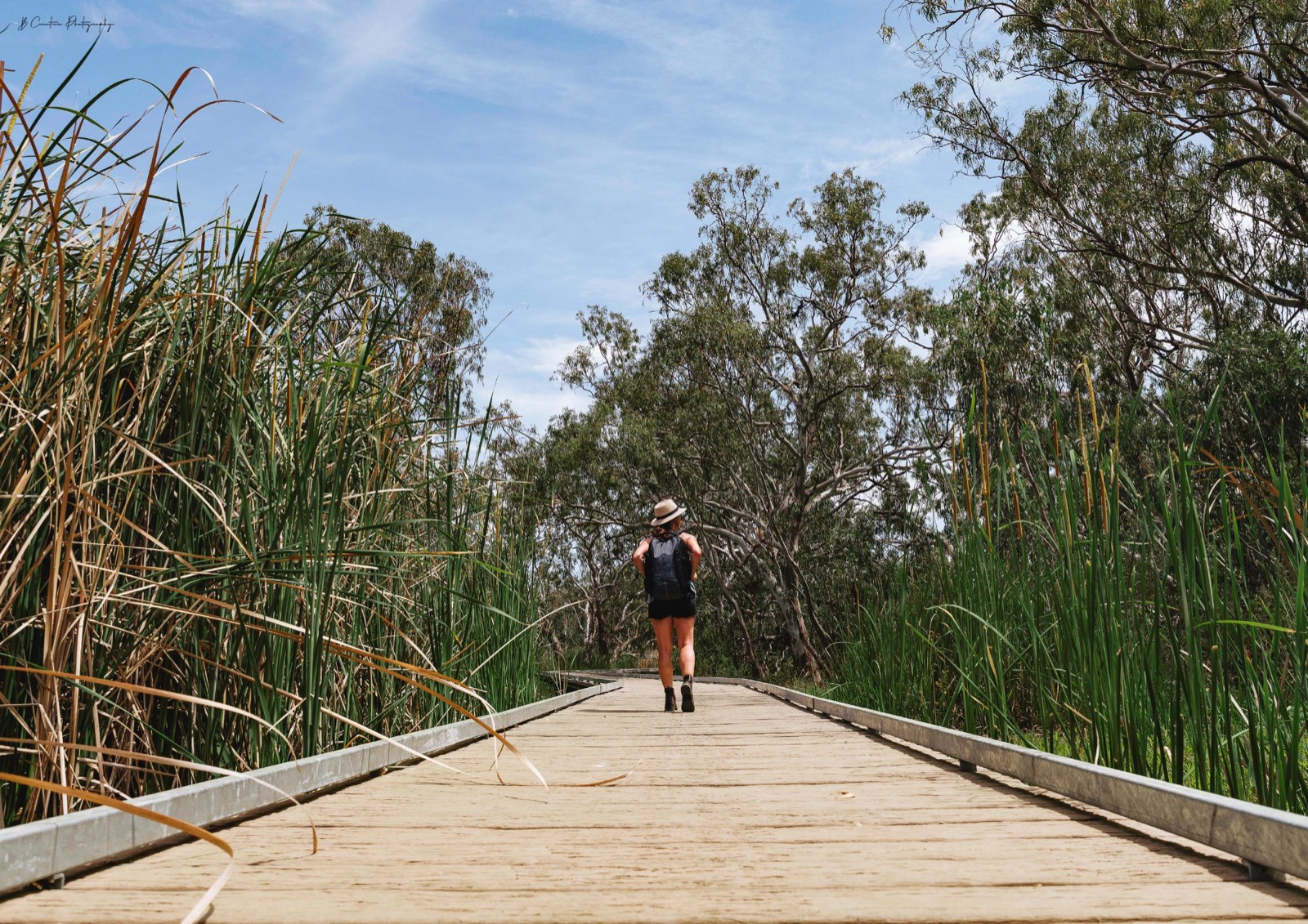 A visitor on the boardwalk among reeds at Burrima