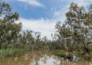 Water and trees at Burrima in the Macquarie Marshes