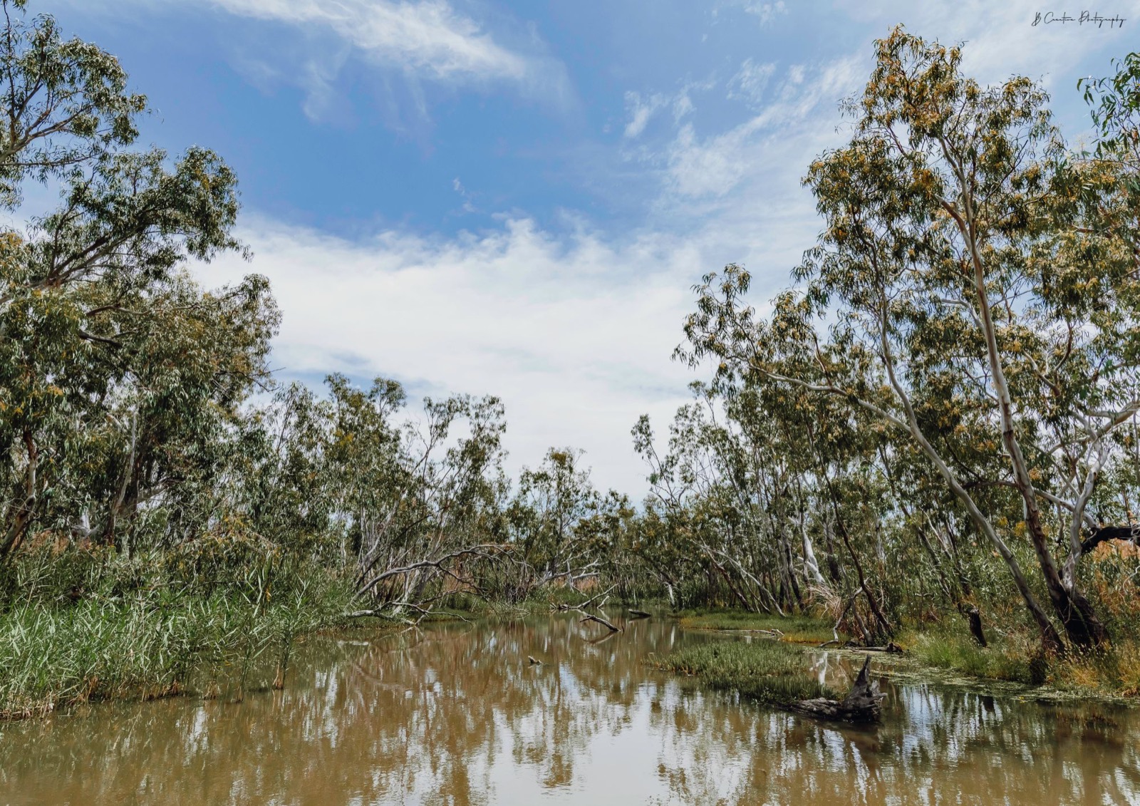 Water, reeds and trees at Burrima in the Macquarie Marshes